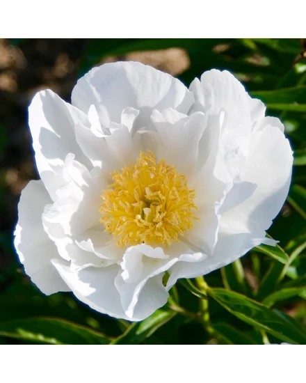 Illatos bazsarózsa - Paeonia lactiflora 'Krinkled White"