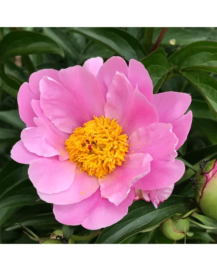 Illatos bazsarózsa - Paeonia lactiflora 'Nymphe'