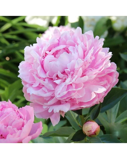 Illatos bazsarózsa - Paeonia lactiflora 'Sarah Bernhardt'