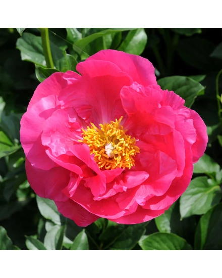 Illatos bazsarózsa - Paeonia lactiflora 'Paula Fay'