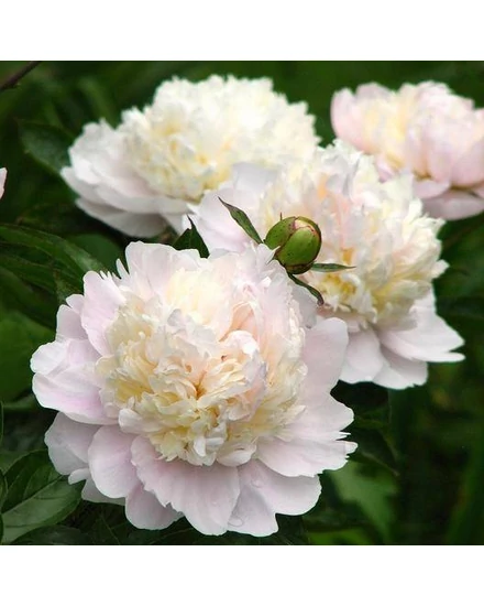 Illatos bazsarózsa - Paeonia lactiflora 'Shirley Temple'