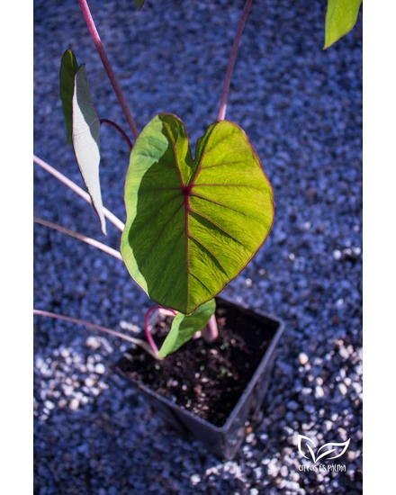 Elefantenohr - Colocasia esculenta 'Pink China' - zu verkaufen | Citrus &  Palm - Gardening Webshop