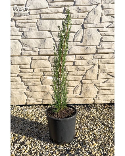 Európai ciprus 'Totem' - Cupressus sempervirens