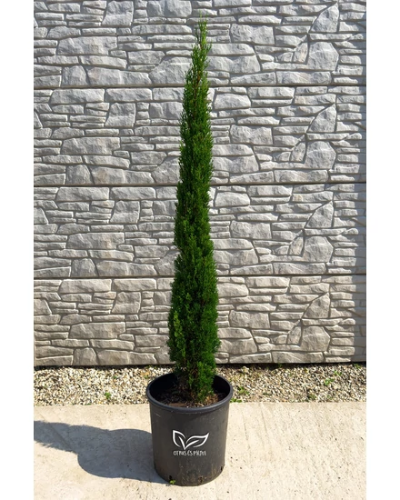 Európai ciprus 'Totem' - Cupressus sempervirens