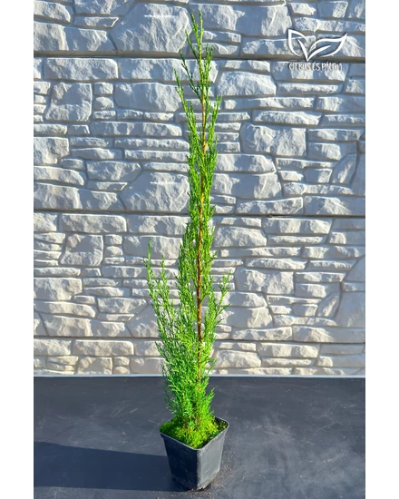 Európai ciprus 'Totem' - Cupressus sempervirens