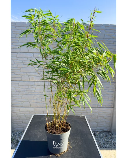 Fargesia rufa 