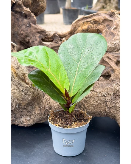 Ficus lyrata - Fiddle Leaf Fig eladó