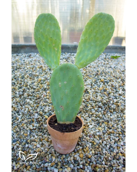 Fügekaktusz - Opuntia eladó
