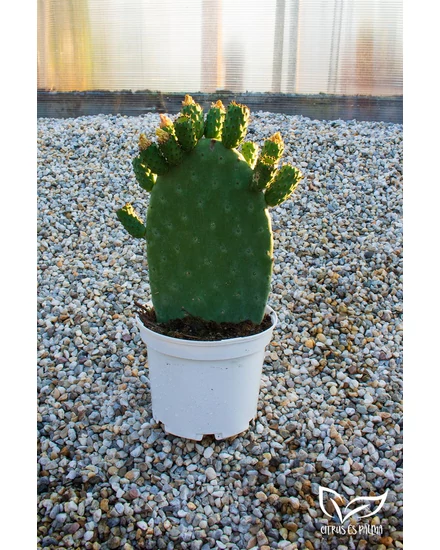 Fügekaktusz - Opuntia eladó