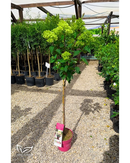 Bugás Hortenzia 'Magastörzsű' - Hydrangea Paniculata 'Pinklight'