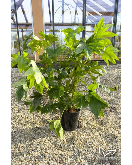 Japán arália, szobaarália - Fatsia japonica