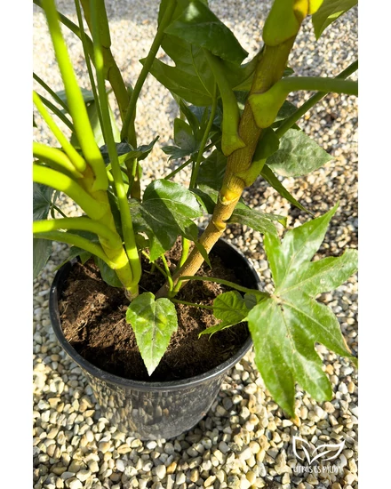 Japanische Aralie, Zimmeraralie - Fatsia japonica