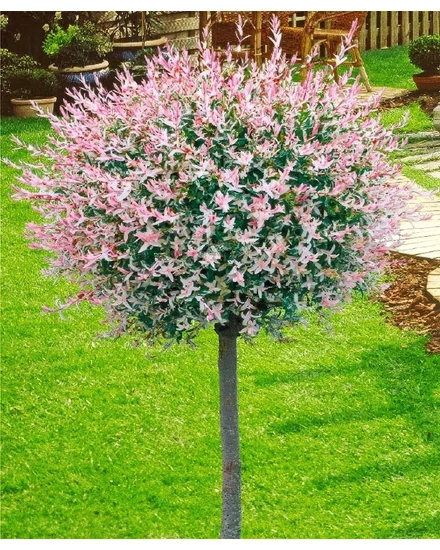 Fehér-rózsaszín tarka levelű japán fűz 'Hakuro-Nishiki' - Salix integra