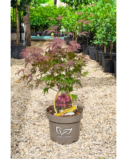 Japán juhar - Acer palmatum