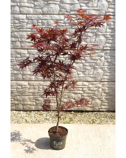 Japán juhar 'Fireglow' - Acer palmatum