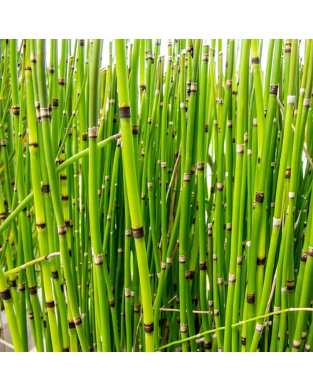 Japán zsurló - Equisetum japonicum