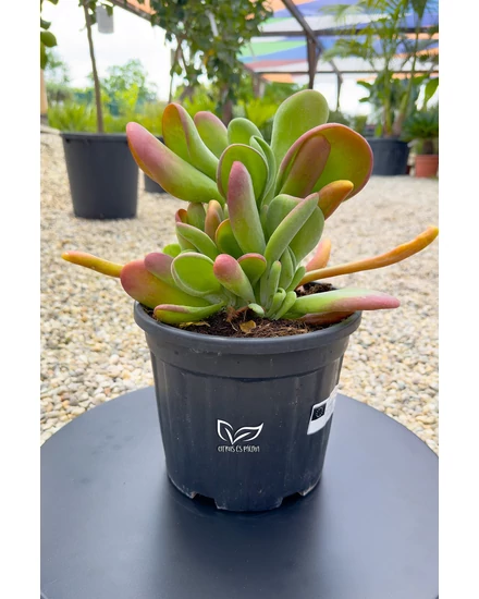 Kalanchoe luciae 'Oricula'