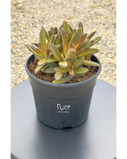 Kalanchoe tomentosa