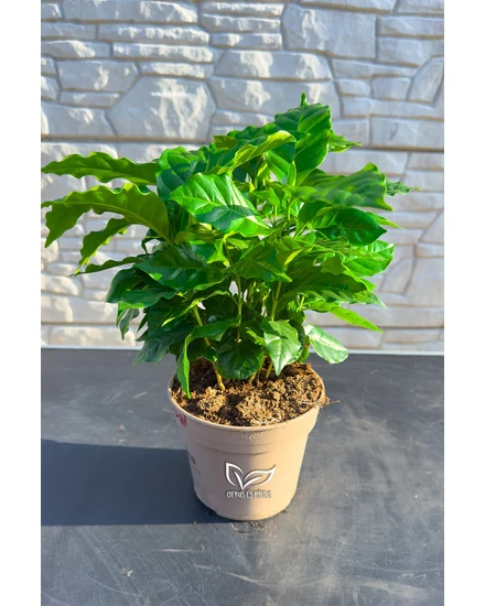 Kávécserje - Coffea arabica