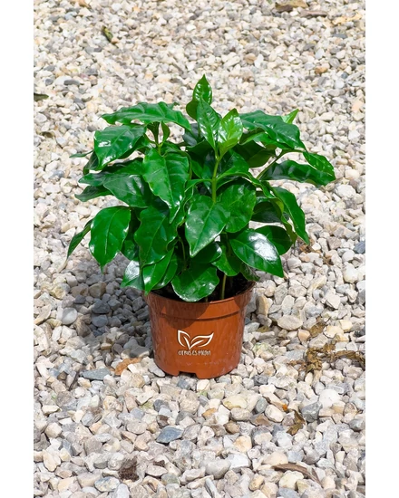 Kávécserje - Coffea arabica