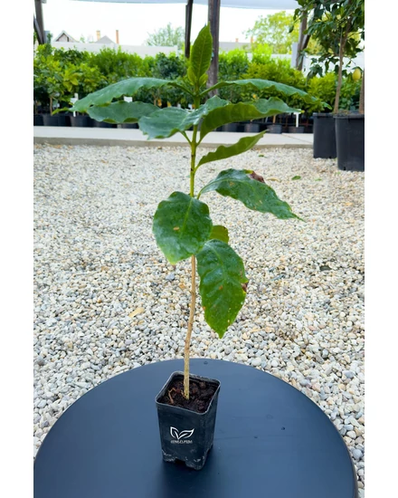 Kávécserje - Coffea arabica