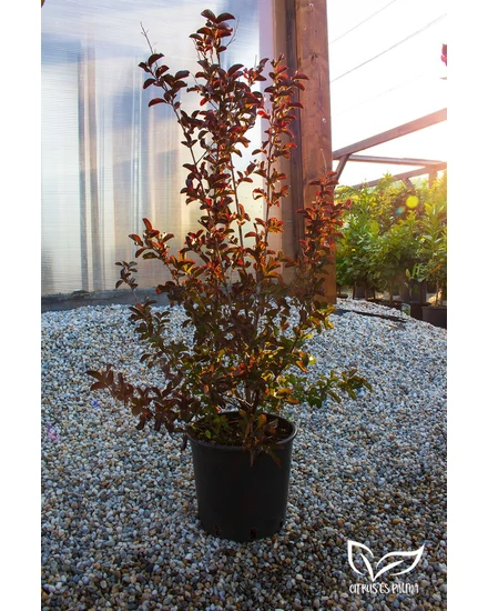 Kínai selyemmirtusz, selyemvirágfa 'Piros' - Lagerstroemia eladó