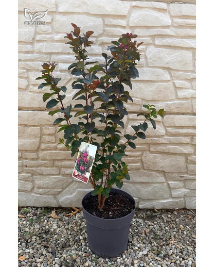Kínai selyemmirtusz, selyemvirágfa 'Piros' - Lagerstroemia eladó