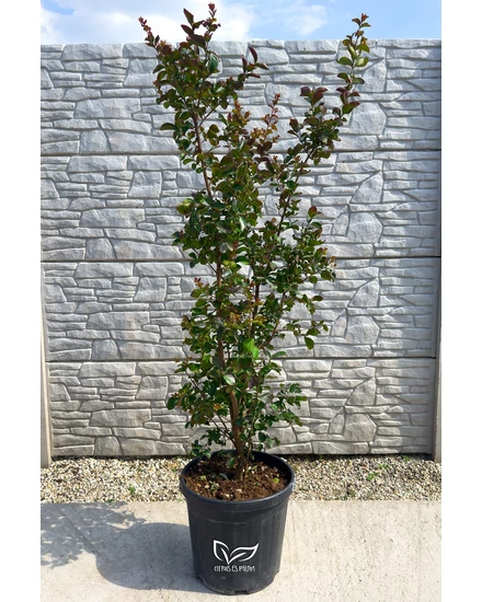 Kínai selyemmirtusz, selyemvirágfa 'Dynamite' - Lagerstroemia indica