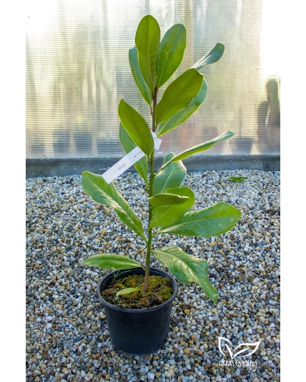 Örökzöld magnólia - Liliomfa - Magnolia grandiflora 