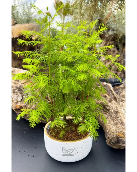 Mamutfenyő - Metasequoia - bonsai