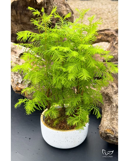 Mammut-Tanne - Metasequoia - Bonsai zu verkaufen | Citrus & Palm Webshop