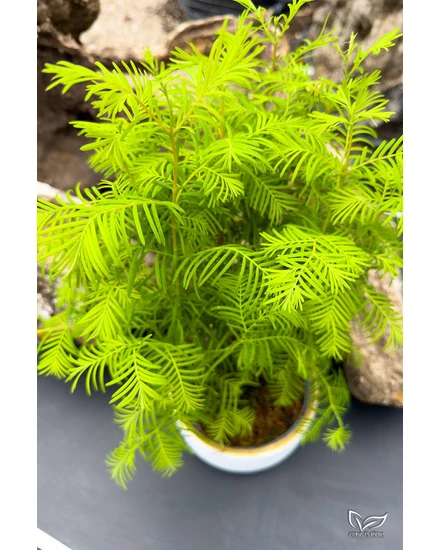 Mammut-Tanne - Metasequoia - Bonsai zu verkaufen | Citrus & Palm Webshop