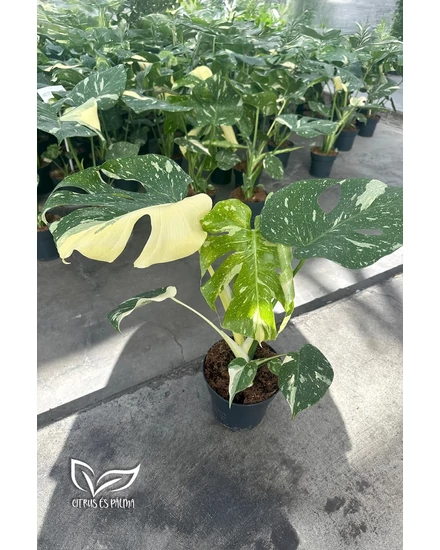 Könnyezőpálma - Monstera deliciosa 'Thai Constellation'