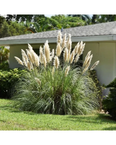 Ezüstös pampafű (fehér) - Cortaderia selloana 'Rosea'