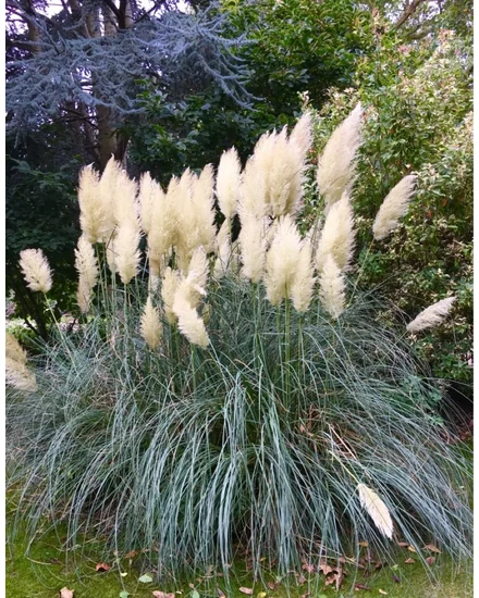 Ezüstös pampafű (krémfehér) - Cortaderia selloana 'Pumila'