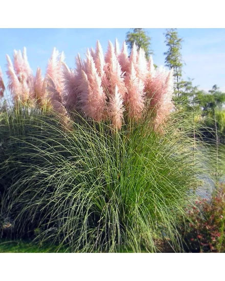 Ezüstös pampafű (rózsaszín) - Cortaderia selloana 'Rosea'
