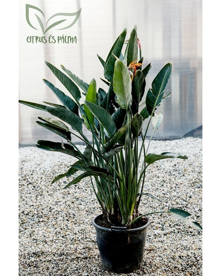 strelitzia-reginae papagályvirág