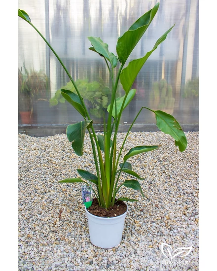 strelitzia-augusta papagályvirág