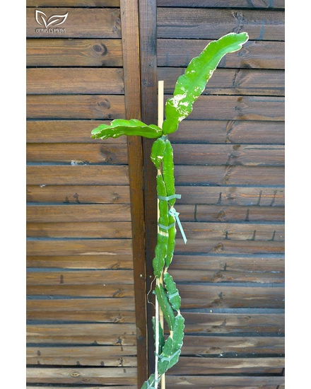 dracaena cintho Plantes naturelles - Dracaena Cintho - cane