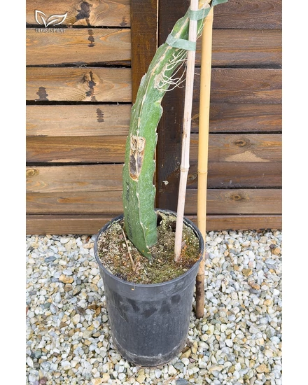 fermob luxembourg kaktus Fermob Luxembourg loungestoel Cactus – HelloChair main image 0