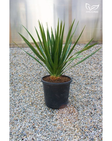 Sárkányfa - Dracaena