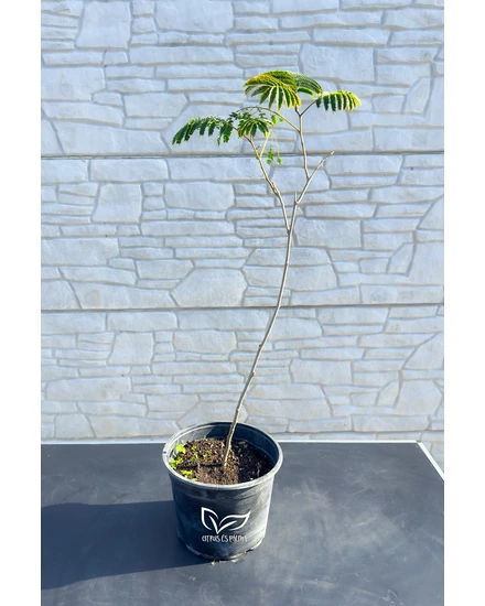 Selyemakác fa - Albizia julibrissin