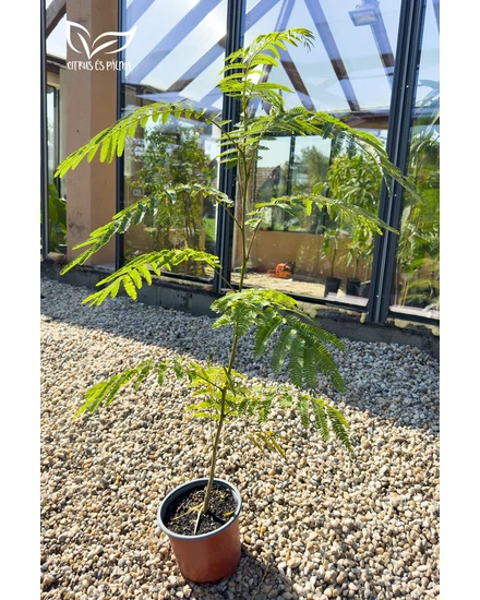 Selyemakác fa - Albizia julibrissin