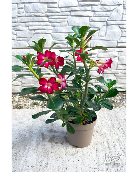 Sivatagi Rózsa - Adenium obesum