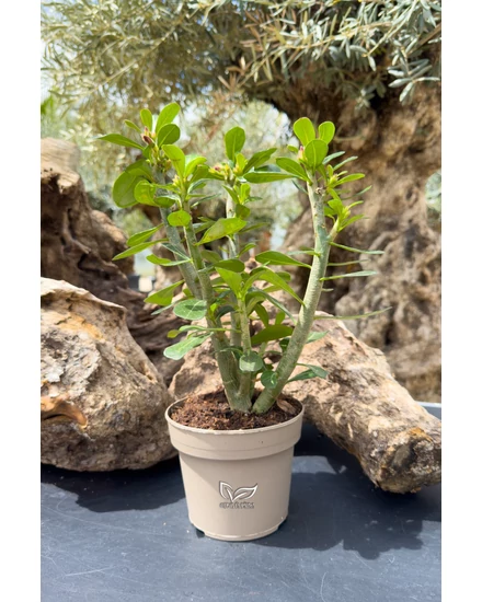 Sivatagi Rózsa - Adenium obesum