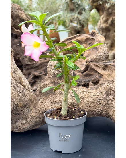 Sivatagi Rózsa - Adenium obesum