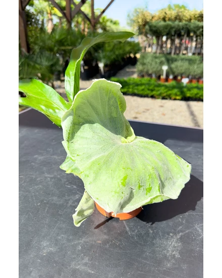 Platycerium Superbum