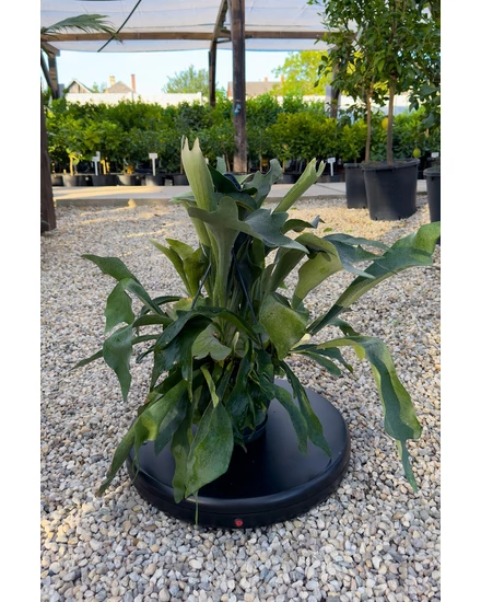 Szarvasagancs páfrány - Platycerium bifurcatum