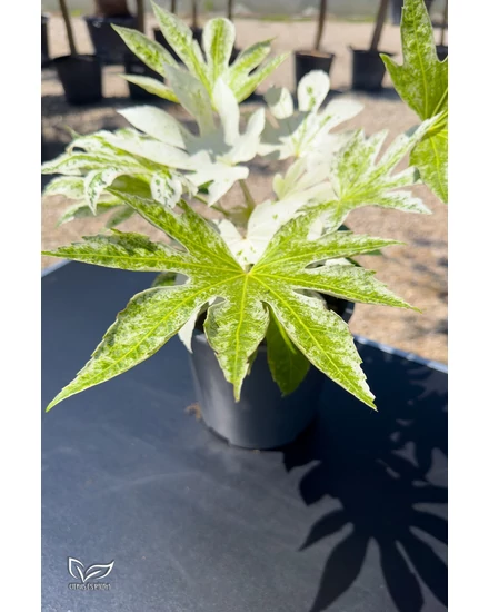 topf pflege curcuma pflanze als zimmerpflanze pflege Kurkuma Siam Solar (Siamesische Tulpe) kaufen? | Sam main image 1