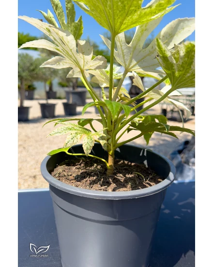 Zimmerblumen - Fatsia japonica 'Spider's Web'